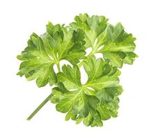 Close-up of fresh parsley branch isolated on white photo