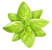 Basil leaves isolated on white, top view photo