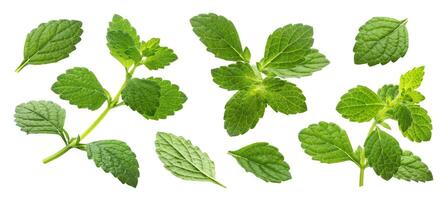 Melissa collection, lemon balm leaves isolated on white background photo