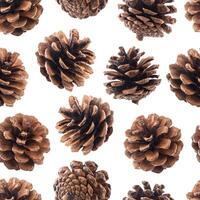 Pine cones seamless pattern photo