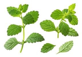 Melissa collection, lemon balm leaves isolated on white background photo