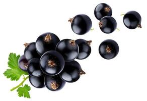 Bunch of black currant isolated on white background photo