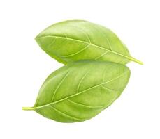 Basil leaves spice closeup photo