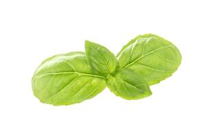 Basil leaves isolated on white background photo
