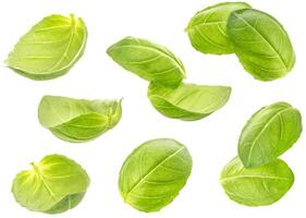 Fresh basil leaves isolated on white background photo