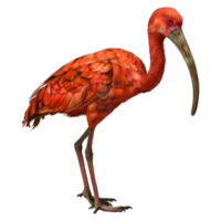 3d interpretazione di un' scarlatto ibis su trasparente sfondo png