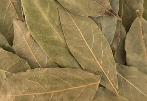 Dry bay leaves background or texture photo