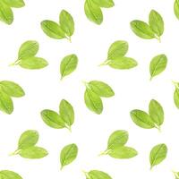 Basil leaf seamless pattern photo