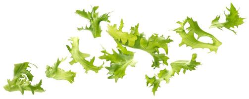 Frize salad, fresh lettuce leaves isolated on white background photo