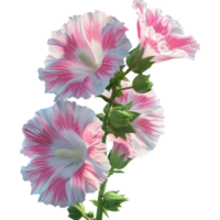 3D Rendering of a Hollyhock Flower on Transparent Background png