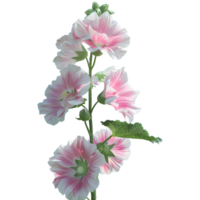 3D Rendering of a Hollyhock Flower on Transparent Background png