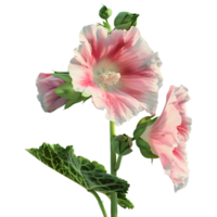 3D Rendering of a Hollyhock Flower on Transparent Background png