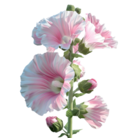 3D Rendering of a Hollyhock Flower on Transparent Background png