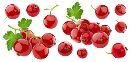 Red currant isolated on white background with clipping path, collection photo