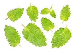 Lemon melissa leaf closeup isolated on white photo