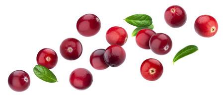 Cranberry isolated on white background with clipping path photo