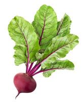 Beetroot isolated on white background with clipping path photo