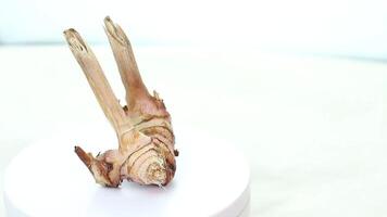 Galangal on a rotating white display stand video
