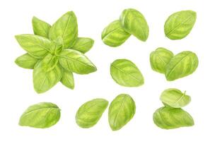 Basil leaves isolated on white background photo