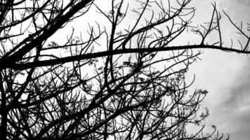 Photo of a dry tree branch, without a single leaf. Isolated background, blue sky.