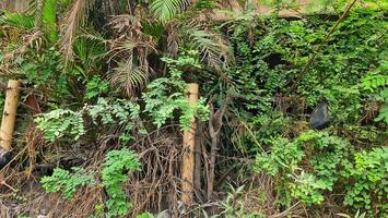Bushes on the edge under a toll road bridge. Creepy at night. photo