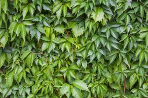 Ivy leaf background photo