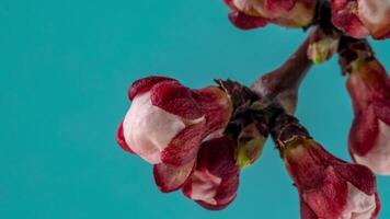 timelapse van mooi voorjaar abrikoos boom bloesem open. wit bloemen bloeien Aan blauw achtergrond. macro schot video