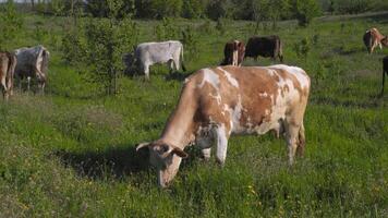 koeien grazen Aan een boerderij weiland in zomer. groot koeien eten gras in de weide video