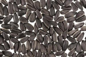 Black sunflower seeds background or texture photo