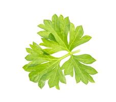 Close-up of parsley isolated on white background photo