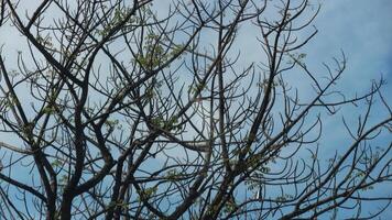 Photo of a dry tree branch, without a single leaf. Isolated background, blue sky.