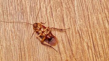 A dead cockroach upside down. Close up. Wood motif floor background. photo