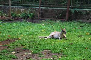 The Ground Kangaroo, The Agile Wallaby, Macropus agilis also known as the sand wallaby, photo