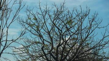 Photo of a dry tree branch, without a single leaf. Isolated background, blue sky.