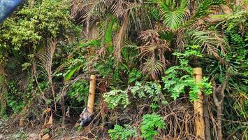 Bushes on the edge under a toll road bridge. Creepy at night. photo