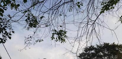 Leaves and twigs from a shady tree by the roadside. photo