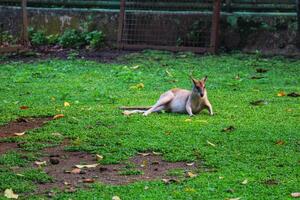 The Ground Kangaroo, The Agile Wallaby, Macropus agilis also known as the sand wallaby, photo