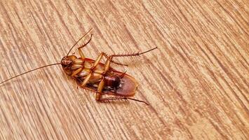 A dead cockroach upside down. Close up. Wood motif floor background. photo