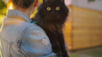 vrouw met zwart kat vervelend riem en harnas is wandelen buitenshuis Bij zonsondergang. video