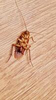 A dead cockroach upside down. Close up. Wood motif floor background. photo