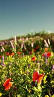 en färgrik fält av blommor under en klar blå himmel video