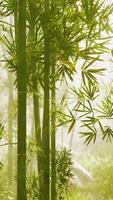 A serene bamboo grove enveloped in ethereal fog video