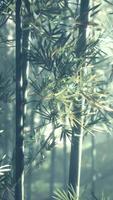 A serene forest with a beautiful cluster of bamboo trees video