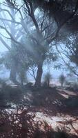 A mystical forest shrouded in a thick blanket of fog video