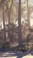 een pittoreske tropisch strand met palm bomen video