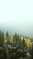 A dense forest on top of a majestic mountain video