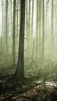 une brûlé forêt avec grand des arbres permanent comme une sombre rappel de destruction video