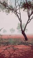 landschap met een levendig rood aarde veld- en majestueus bomen in de achtergrond video