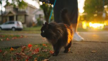 donna con nero gatto indossare guinzaglio e imbracatura è a piedi all'aperto a tramonto. video
