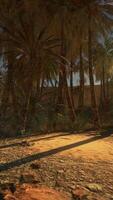 een digitaal weergegeven woestijn landschap met palm bomen video